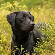 Profile Picture of Ann Brask (@Gumse1980) on Youtube