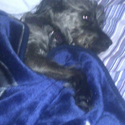 Profile Picture of Shelley Andrews (@jinxandrews) on Twitter