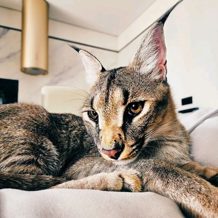 Profile Picture of Ray Silver (@raycaracal) on Tiktok