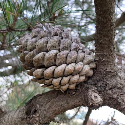 Profile Picture of Tracey Leaf (@leafy63) on Twitter