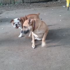 Profile Picture of Dave Brink (@chevy_athena) on Twitter