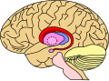 Profile Picture of Caudate nucleus - Wikipedia, the free encyclopediaon Wikipedia