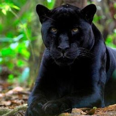 Profile Picture of Dwayne Mccoy (@killae812) on Twitter