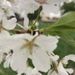 Profile Picture of Sara Meringer (@meringer1346) on Pinterest