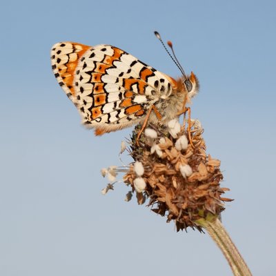 Profile Picture of Dr Robin Curtis (@_ecologist) on Twitter