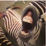 Profile Picture of Donovan Carraby (@rainbow_derp_trolo) on Instagram