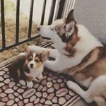 Profile Picture of Luna and Joey Ray (@pawventures_luna_and_joey) on Instagram