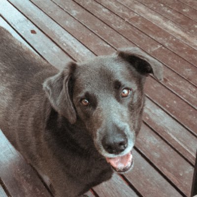 Profile Picture of Mope Ceals (@CealsMope) on Twitter