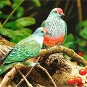 Profile Picture of Ibrahim (@baim) on Myspace