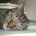 Profile Picture of Jerry P (@pagej5jp) on Pinterest