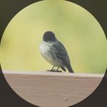 Profile Picture of Charlene Landsteiner (@clandsteiner) on Instagram