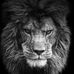 Profile Picture of Abraham Bauman (@Abraham-Bauman) on Facebook