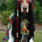 Profile Picture of Debbie Wilcher (@wilcher56) on Pinterest