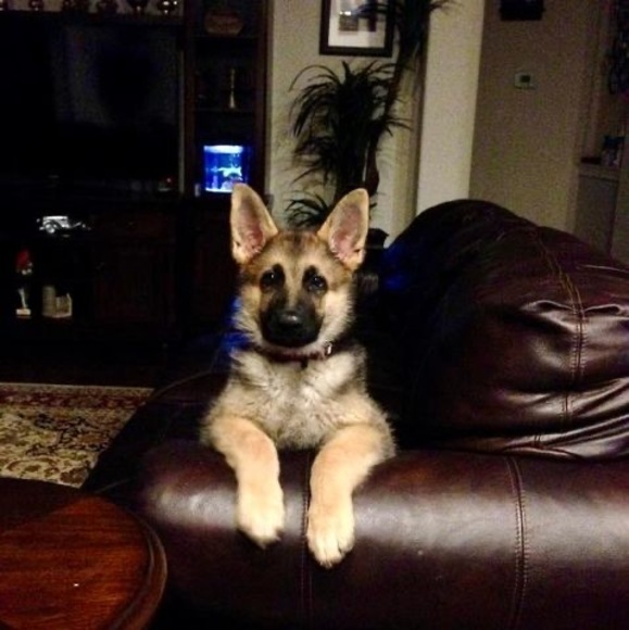 Profile Picture of Ajay Adhikari (@raulakshayat) on Poshmark