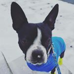 Profile Picture of Carl Albert The Boston Terrier (@i.am.carl.albert) on Instagram