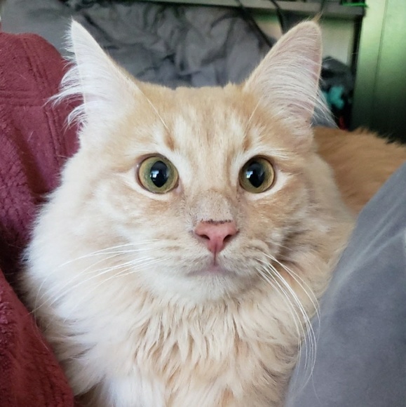 Profile Picture of Jay Danfelt (@jaybirdsyy) on Poshmark