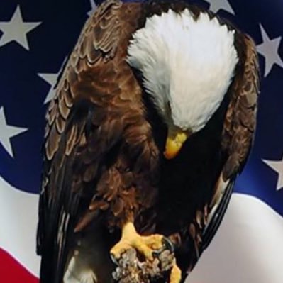 Profile Picture of FearTheTurtle (@johnyu1) on Twitter