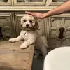 Profile Picture of Matthew Stumpf (@matthew.stumpf48) on Tiktok