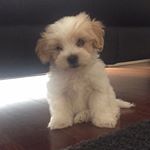 Profile Picture of Robbie George Gray Pearce (@robbie.thedoggie) on Instagram