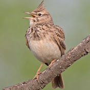 Profile Picture of Ding Chen (@dingchen3741) on Youtube