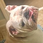 Profile Picture of Keisha Elliott (@zuesenglishbully) on Instagram