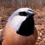 Profile Picture of Christopher Nicholls (@christopheronthesea) on Instagram