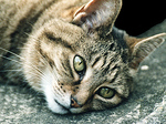 Profile Picture of Ralph.emerson1 (@ralph.emerson1) on Flickr