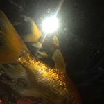 Profile Picture of Leah Louise Ann Hobbs (@leah_louise_ann_hobbs) on Instagram