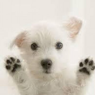 Profile Picture of Christopher Craig (@lebowski212) on Twitter