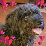 Profile Picture of Jill & Randy Borg (@randy_jill_helo) on Instagram