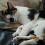 Profile Picture of Kim Dickey (@kfdickey) on Youtube