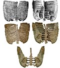 Profile Picture of Polacanthinaeon Wikipedia