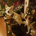 Profile Picture of Hazel, Timber and Harper (@the3mutts_hazel_timber_harper) on Instagram