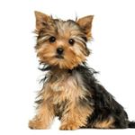 Profile Picture of Yorkie Corner (@yorkie_corner) on Instagram