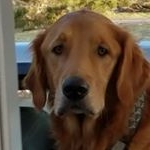 Profile Picture of Eli Boley (@bobnewbyismydad) on Instagram