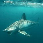 Profile Picture of Brian Hyder (@world_class_shark_fishing) on Instagram