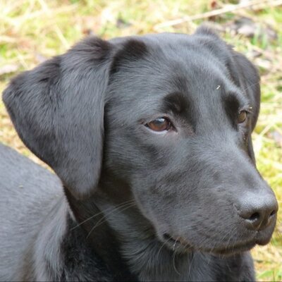 Profile Picture of Charlotte Earnshaw (@WoodashRuby) on Twitter