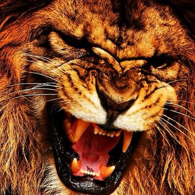 Profile Picture of Luke Beck (@barnowlsneo) on Twitter