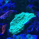 Profile Picture of Scott Krupp (@extreme_marine805) on Instagram