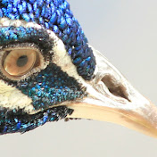 Profile Picture of Joe Melvin (@Tarsonet) on Youtube