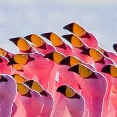 Profile Picture of Mother Who Cares (@PaulaSprinkle) on Twitter
