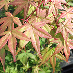 Profile Picture of Westhollowfarms (@westhollowfarms) on Flickr