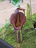 Profile Picture of Nepenthes robcantleyion Wikipedia