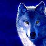 Profile Picture of Renee Kostreva (@arcticwoof1) on Instagram