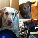 Profile Picture of Casey, Ripple, & Scarlet🐶🐶🐶 (@3dogs1home) on Instagram