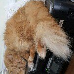 Elizabeth Lessard - Instagram Profile Picture of Elizabeth Lessard (@lizeron17) on Instagram