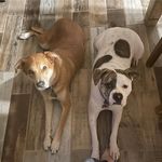 Profile Picture of Katelyn Mincer Christopherson (@katelynchristopherson) on Instagram