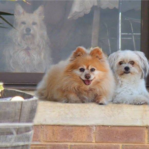 Profile Picture of Sandy Boyd (@nightowl_07) on Poshmark