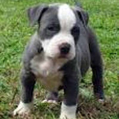 Profile Picture of Howard Rafael (@gordito1306) on Twitter