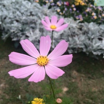 Profile Picture of Ivy Fung (@ivyfung44) on Twitter